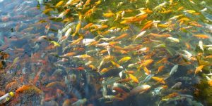 Mo-thay-ca-Koi