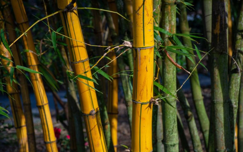 Mơ thấy cây tre bị ngã có ý nghĩa bạn đang gặp khó khăn trong công việc