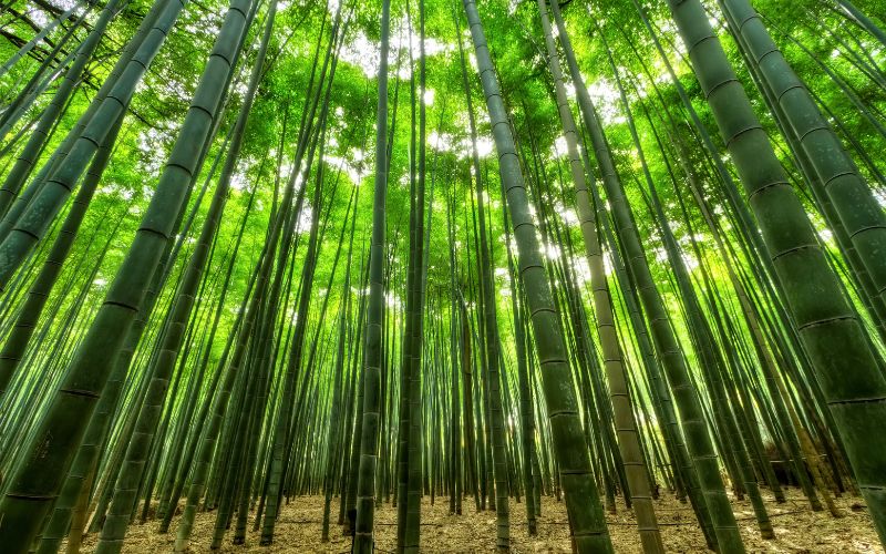 Mơ thấy mình đang leo cây tre thể hiện tinh thần vượt qua trở ngại