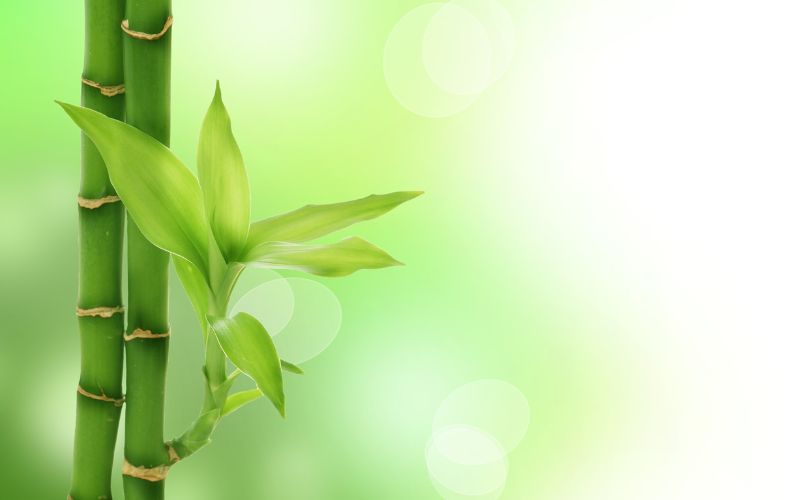 Mơ thấy một cây tre thẳng đứng biểu thị sự vững vàng trước khó khăn