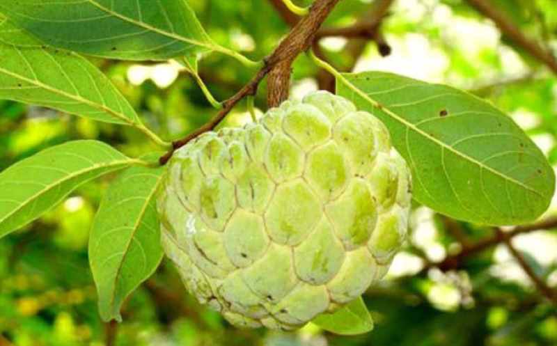 Mơ thấy quả na còn xanh non thể hiện khả năng của bạn trong một số lĩnh vực