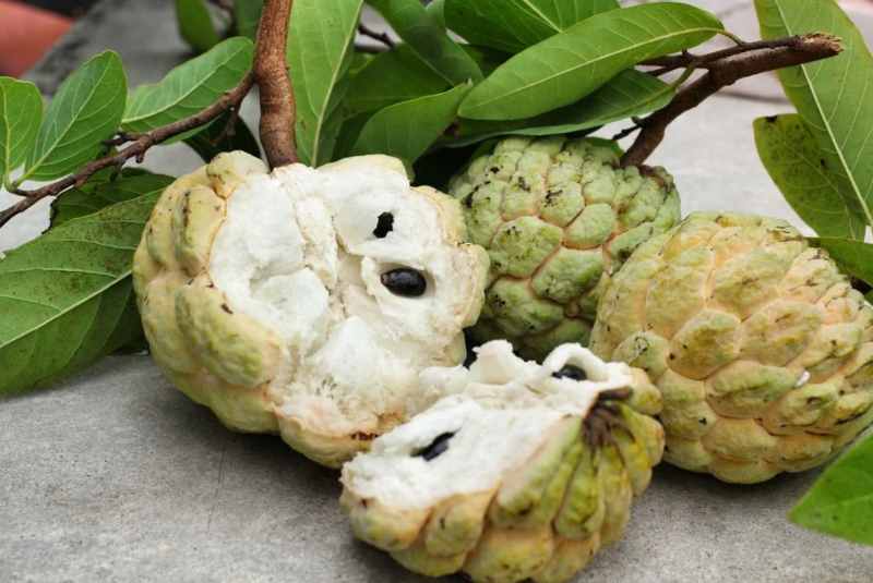 Mỗi giấc mơ về quả na đều phản ánh các khía cạnh của cuộc sống